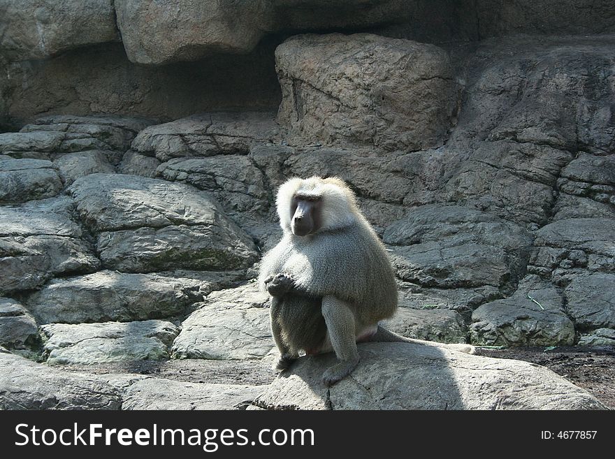 Old anubis baboon sitting on the rocks