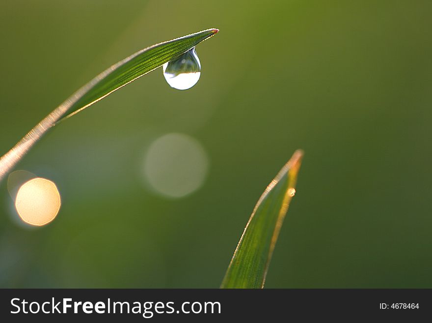 Close-up of fresh green straws with water as a background