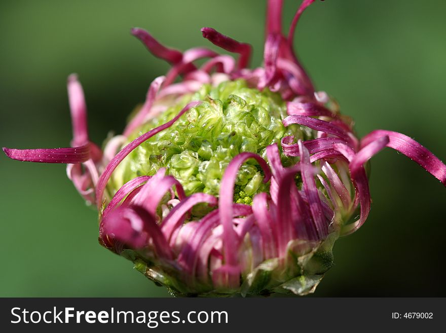 Purple Chrysanthemum Bud
