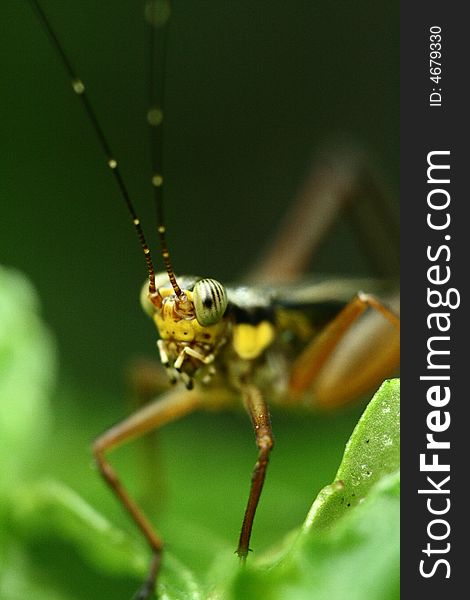 A Grasshopper Is Standing On A Leaf