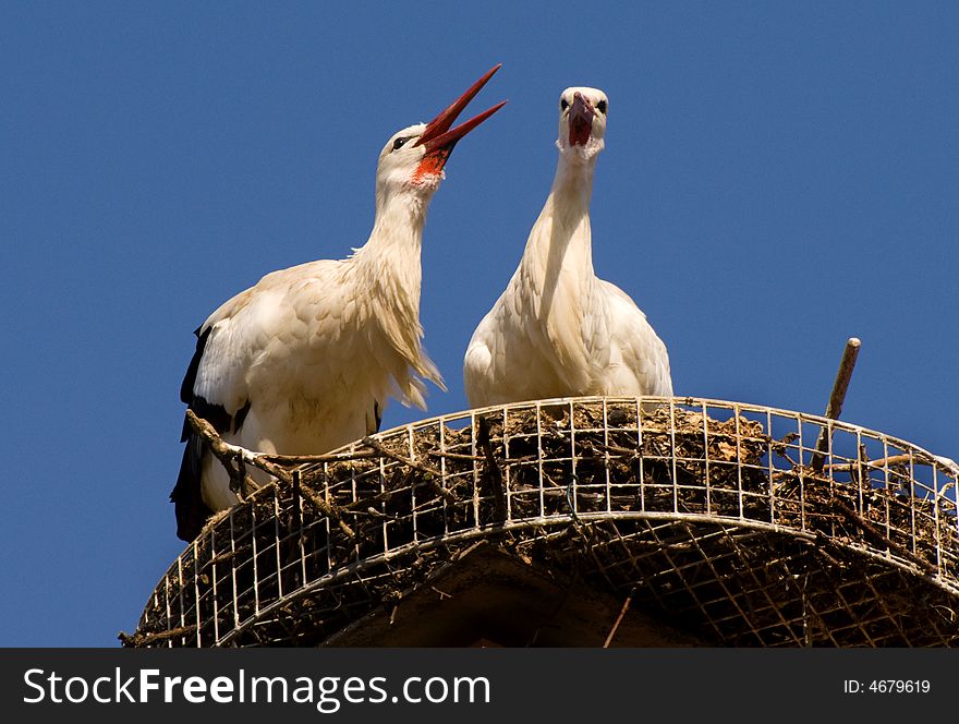 Two storks building a nest