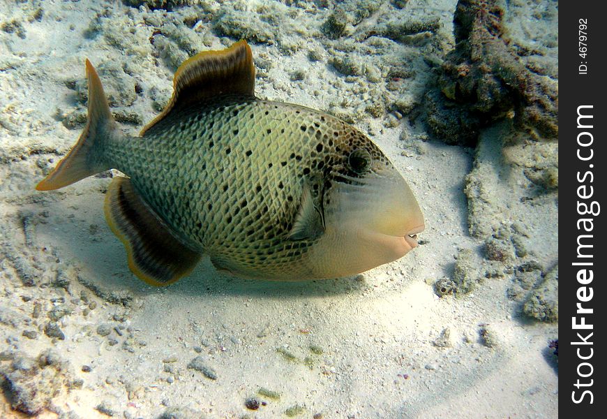 A Yellowmargin triggerfish searching for food in maldivian sea!
italian name: Pesce balestra pinne gialle
scientific name: Pseudobalistes Flavimarginatus
english name: Yellowmargin triggerfish