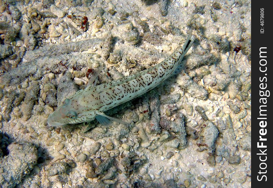 A Speckled Sandperch trying to be invisible in the coral reef of Maldives
italian name: Perchia Coda Nera
scientific name: Parapercis Hexophtalma
english name: Speckled Sandperch