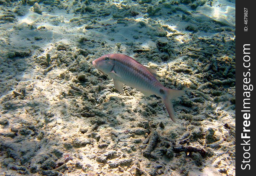 This blue coloured fish has a dark line and a little dot in his tail. italian name: Triglia linea-punto scientific name: Parupeneus Barberinus english name: Dash-and-dot goatfish. This blue coloured fish has a dark line and a little dot in his tail. italian name: Triglia linea-punto scientific name: Parupeneus Barberinus english name: Dash-and-dot goatfish