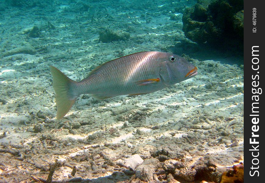 A yellowlip emperor swimming in the ocean of Maldives. italian name: Imperatore labbra gialle scientific name: Lethrinus Xanthochilus english name: Yellowlip Emperor. A yellowlip emperor swimming in the ocean of Maldives. italian name: Imperatore labbra gialle scientific name: Lethrinus Xanthochilus english name: Yellowlip Emperor