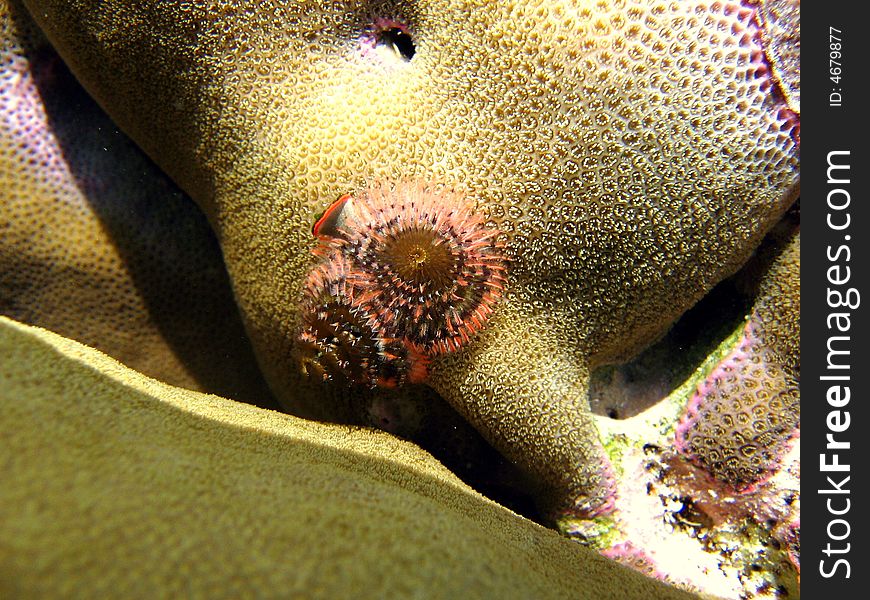 I found this being in Maldivian coral reef.
I think it's a little Spirobranchus Giganteus.
italian name: Verme albero di Natale
scientific name: Spirobranchus Giganteus