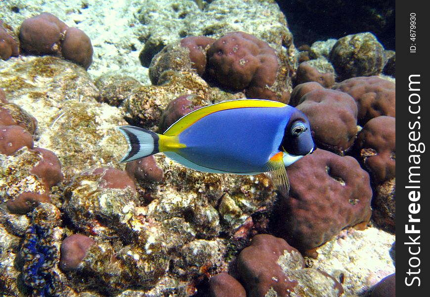 A nice and coloured Powder Blue Tang in Indian Ocean!
italian name: Pesce Chirurgo Blu
scientific name: Acanthurus Leucosternon
english name: Powder Blue Tang. A nice and coloured Powder Blue Tang in Indian Ocean!
italian name: Pesce Chirurgo Blu
scientific name: Acanthurus Leucosternon
english name: Powder Blue Tang