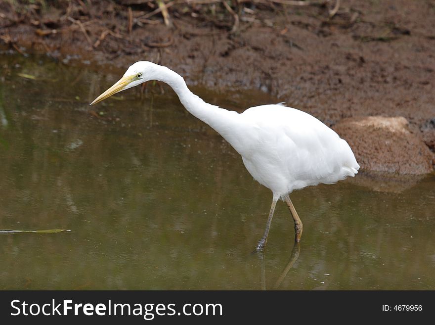 Egret walking in the lake looking for food, small fish.