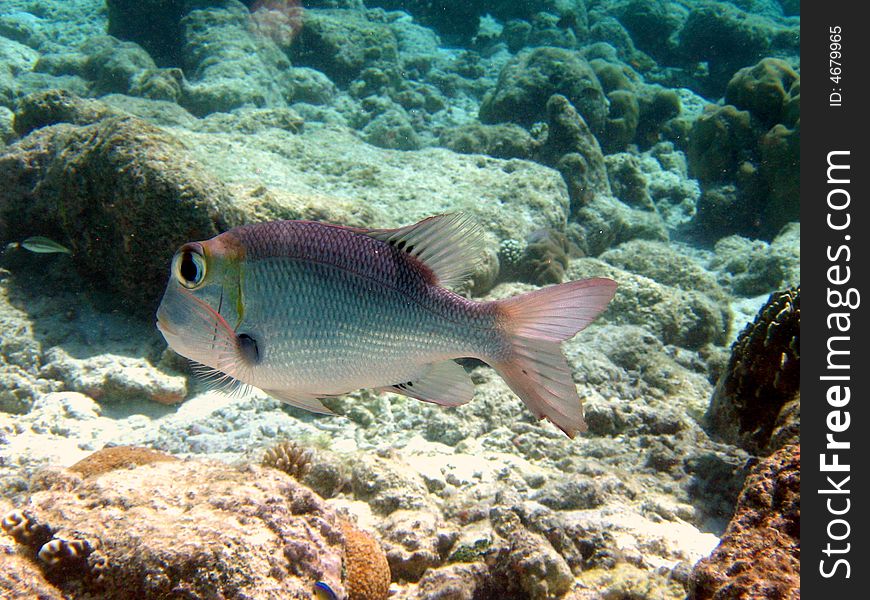 A nice and timid humpnose big-eye bream from maldivian ocean. italian name: Imperatore occhio grosso scientific name: Monotaxis Grandoculis english name: Humpnose Big-Eye Bream. A nice and timid humpnose big-eye bream from maldivian ocean. italian name: Imperatore occhio grosso scientific name: Monotaxis Grandoculis english name: Humpnose Big-Eye Bream