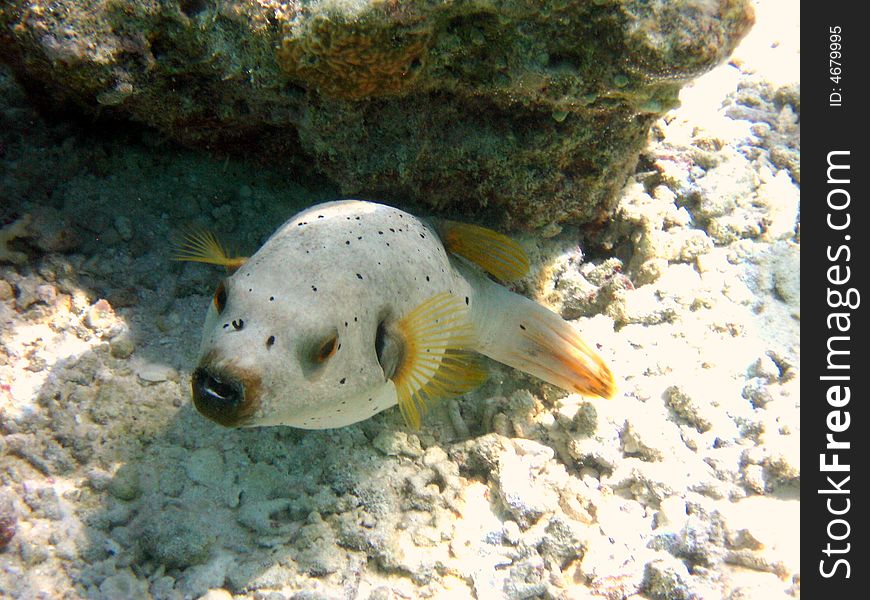 Here is a Sharpnose Puffer from Maldives
italian name: Pesce Palla
scientific name: Canthigaster 
english name: Sharpnose Puffer