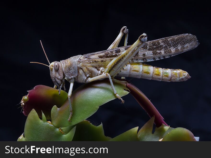 Close up and detailed photograph of a desert locust on a cactus leaf
