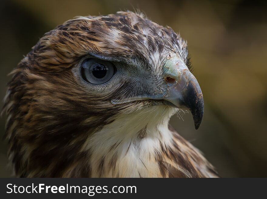 Close up and detailed photograph of a red-tailed hawk. The Red-tailed Hawk (Buteo jamaicensis) is a bird of prey, one of three species colloquially known in the United States as the “chickenhawk,”