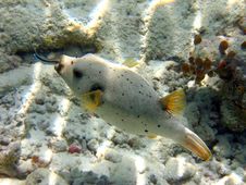 Blackspotted Puffer With Labroides Dimidiatus Stock Photos Blackspotted Puffer With Labroides Dimidiatus Stock Photos