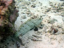 Fish : Fat Arabian Grouper Stock Photos Fish : Fat Arabian Grouper Stock Photos