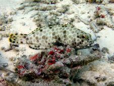 Fat Arabian Grouper Royalty Free Stock Photos Fat Arabian Grouper Royalty Free Stock Photos