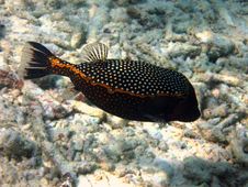 Spotted Boxfish Stock Photos Spotted Boxfish Stock Photos