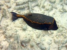 Fish : Spotted Boxfish Stock Image Fish : Spotted Boxfish Stock Image
