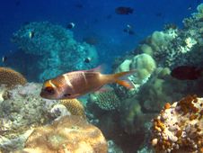 Fish : Humpnose Big-Eye Bream Royalty Free Stock Image Fish : Humpnose Big-Eye Bream Royalty Free Stock Image