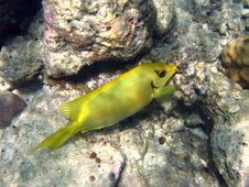 Fish : Blue-Spotted Spinefoot Stock Photos