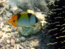 Fish : Indian Double-Saddle Butterfly Royalty Free Stock Photos Fish : Indian Double-Saddle Butterfly Royalty Free Stock Photos