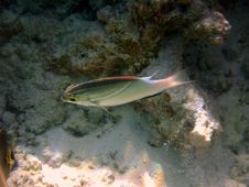 Fish : Two-Lined Monocle Bream Royalty Free Stock Photography Fish : Two-Lined Monocle Bream Royalty Free Stock Photography