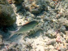 Fish : Two-Lined Monocle Bream Stock Images Fish : Two-Lined Monocle Bream Stock Images