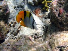 Fish : Double-Saddle Butterfly Stock Images Fish : Double-Saddle Butterfly Stock Images
