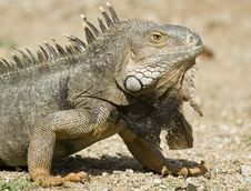 Mature Iguana Royalty Free Stock Photo