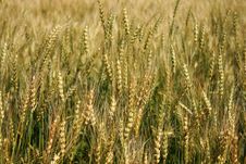 Rye Spikes Royalty Free Stock Photo Rye Spikes Royalty Free Stock Photo