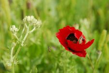 Opium Poppy Royalty Free Stock Photography Opium Poppy Royalty Free Stock Photography