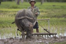 Plough With Water Buffalo Stock Image