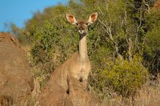 Kudu (Tragelaphus Strepsiceros) Stock Image