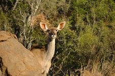 Kudu (Tragelaphus Strepsiceros) Royalty Free Stock Photo