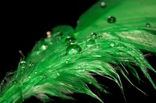 Drops On A Feather Stock Photography