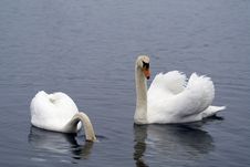 Two Swans Stock Photo
