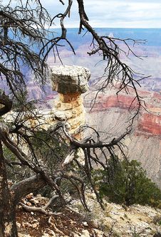 Tree In Grand Canyon NP Stock Image Tree In Grand Canyon NP Stock Image
