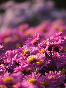 Purple Asteraceae Stock Photos Purple Asteraceae Stock Photos