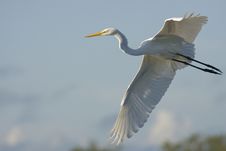 Great Egret In Flight Stock Images