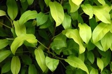 Shade Plant Royalty Free Stock Image Shade Plant Royalty Free Stock Image