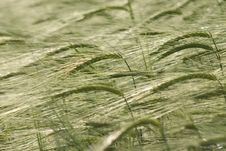 Wheat Field Stock Images Wheat Field Stock Images