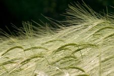 Ear Of Wheat Royalty Free Stock Images Ear Of Wheat Royalty Free Stock Images