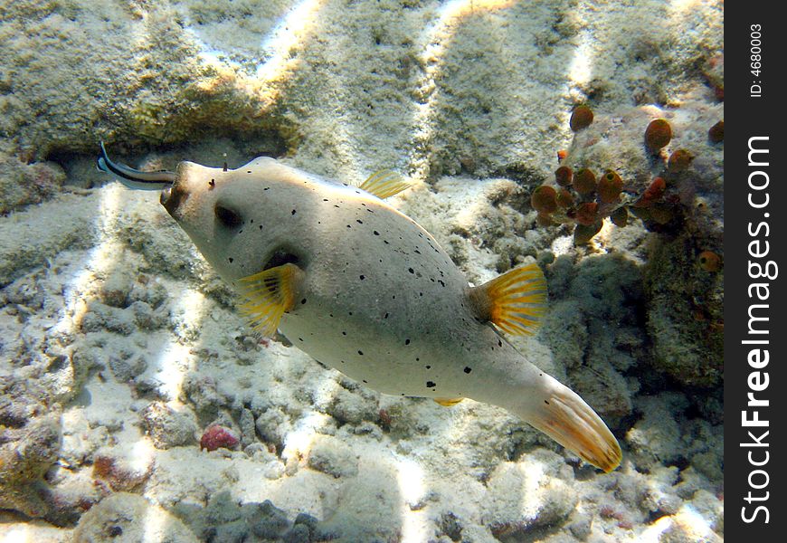 This labroides dimidiatus is cleaning the blackspotted puffer!
italian name: Pesce palla a macchie nere
scientific name: Arothoron Nigropunctatus
english name: Blackspotted puffer. This labroides dimidiatus is cleaning the blackspotted puffer!
italian name: Pesce palla a macchie nere
scientific name: Arothoron Nigropunctatus
english name: Blackspotted puffer