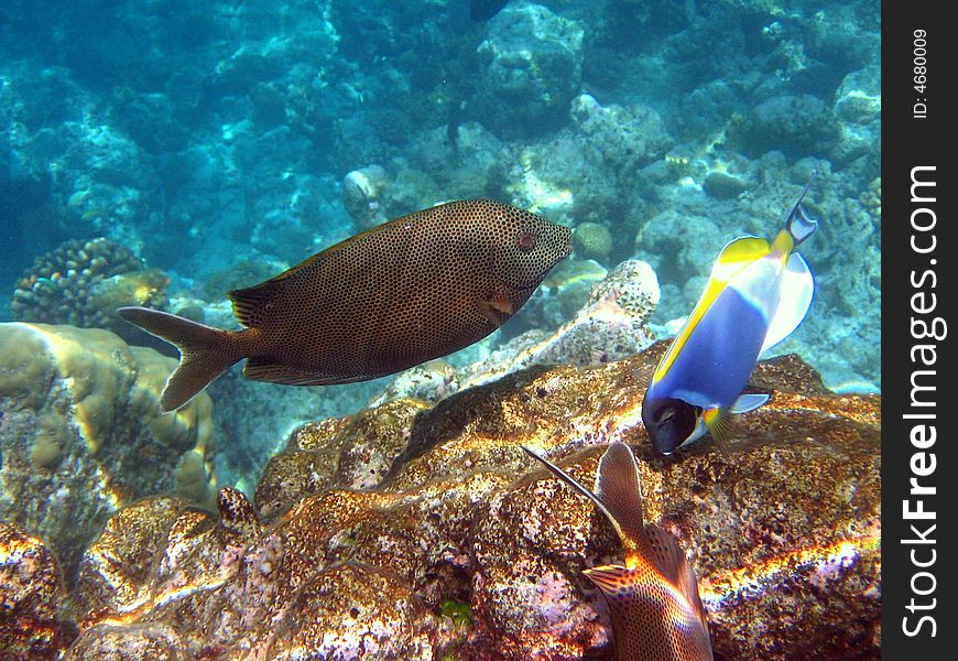 This is a brownspotted spinefoot living in maldivian coral reef
italian name: Pesce Coniglio
scientific name: Siganus Stellatus
english name: Brownspotted spinefoot. This is a brownspotted spinefoot living in maldivian coral reef
italian name: Pesce Coniglio
scientific name: Siganus Stellatus
english name: Brownspotted spinefoot