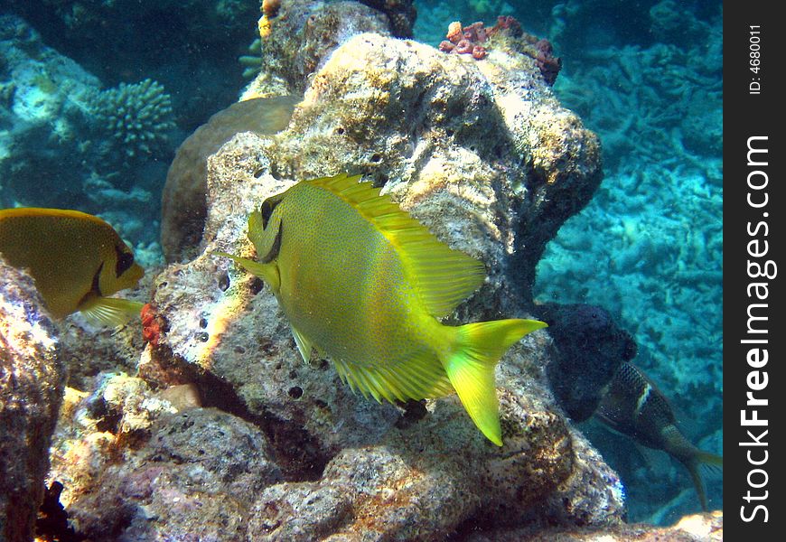 Here is a fast Blue-Spotted Spinefoot in maldivian coral reef
italian name: Pesce Coniglio Corallino
scientific name: Siganus Corallinus
english name: Blue-Spotted Spinefoot