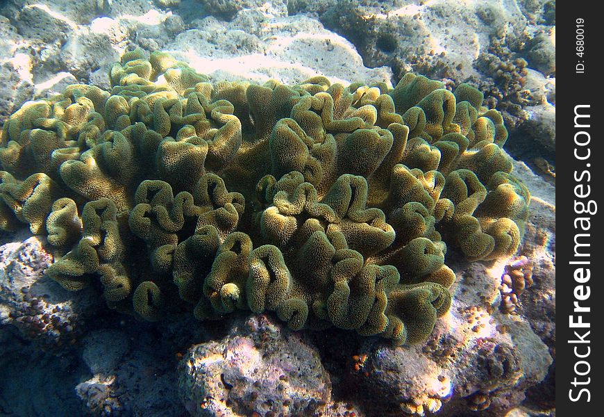 Maybe it's a coral leather in Maldivian coral reef. Maybe it's a coral leather in Maldivian coral reef.