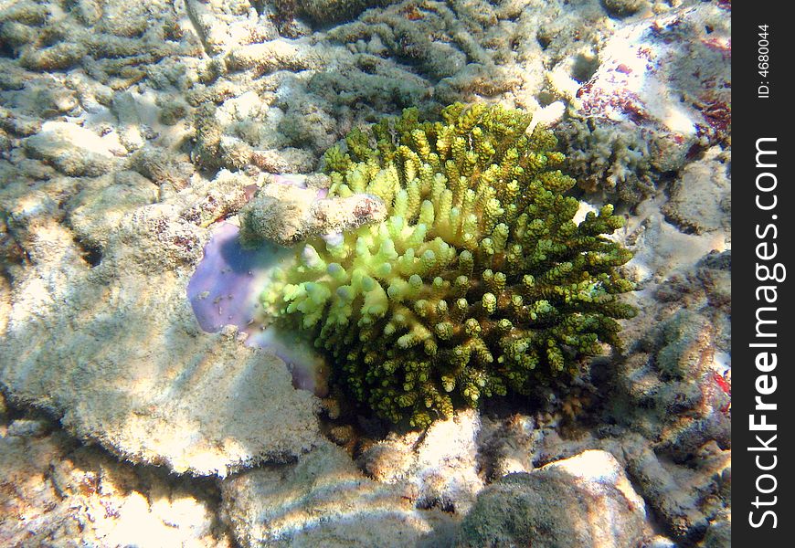 Full view of a green coral living in the reef of Maldives