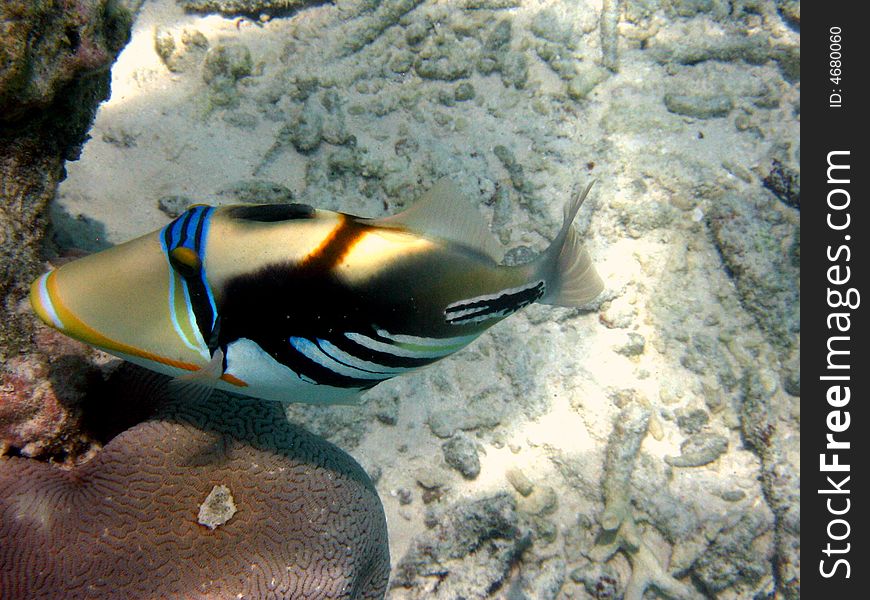 A very common and coloured Blackbar Triggerfish from maldivian ocean
italian name: Balestra picasso
scientific name: Rinecanthus Aculeatus
english name: Blackbar Triggerfish