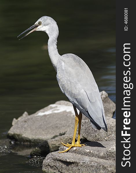 Heron standing at the lake looking for food, sa\mall fish