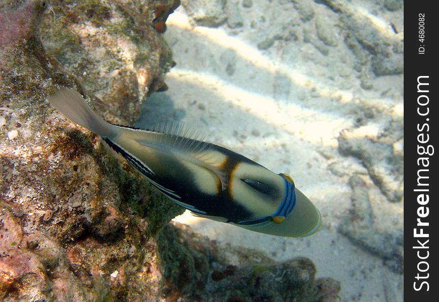 This is a coloured Blackbar Triggerfish in the coral reef.
italian name: Balestra picasso
scientific name: Rinecanthus Aculeatus
english name: Blackbar Triggerfish. This is a coloured Blackbar Triggerfish in the coral reef.
italian name: Balestra picasso
scientific name: Rinecanthus Aculeatus
english name: Blackbar Triggerfish