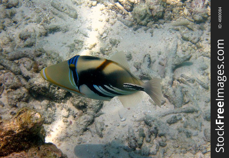 A little Blackbar Triggerfish from maldives with beautiful colours. italian name: Balestra picasso scientific name: Rinecanthus Aculeatus english name: Blackbar Triggerfish. A little Blackbar Triggerfish from maldives with beautiful colours. italian name: Balestra picasso scientific name: Rinecanthus Aculeatus english name: Blackbar Triggerfish